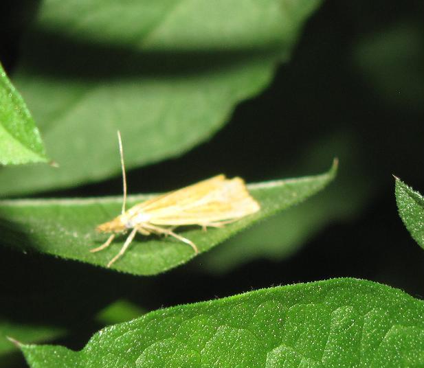 Micro da ID (3)